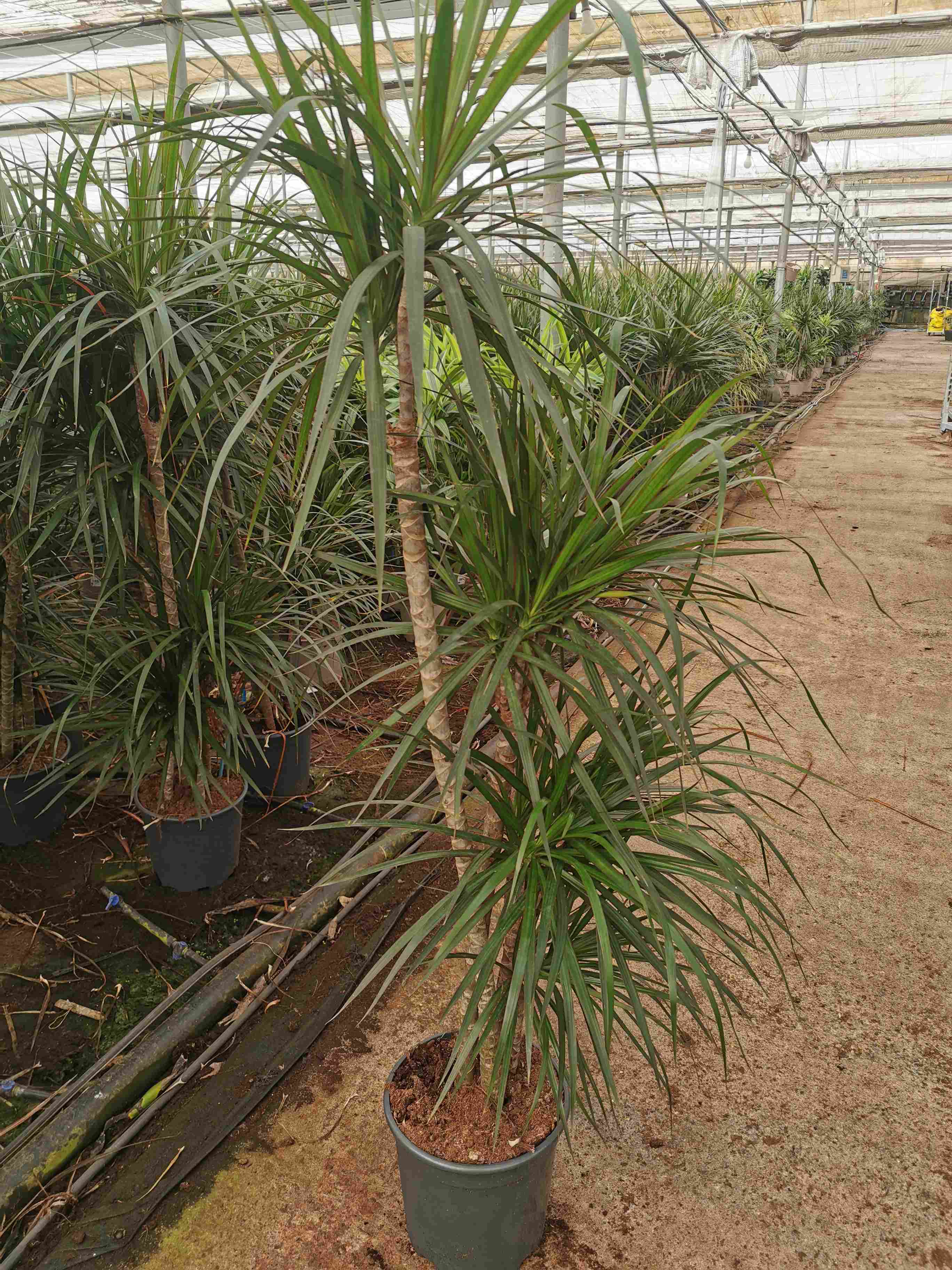 DRACAENA MARGINATA C 22 90.60.30.15 CM